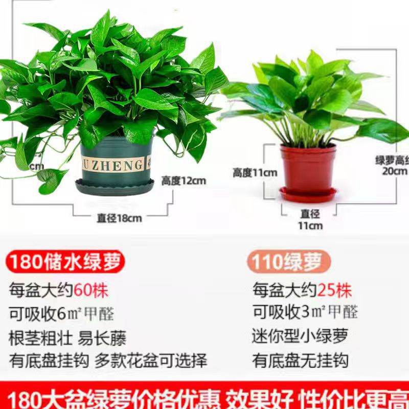 180 Large Potted Florals Wholesale Hydroponic Long Vine Potted Florals Indoor Green Plants Small Green Basket Formaldehyde Removal Small Potted Plants