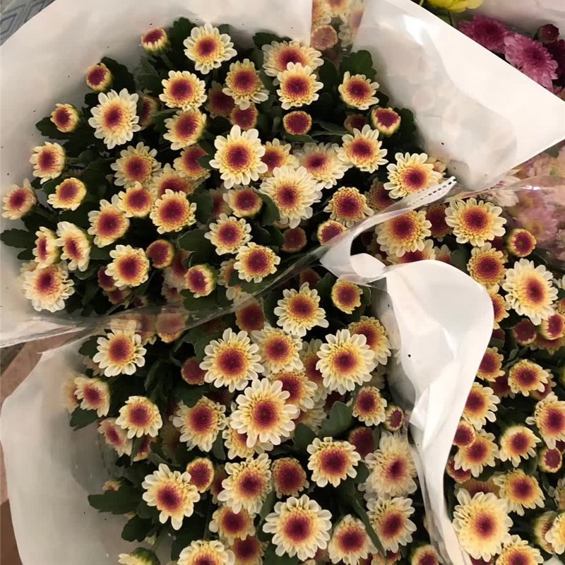 Small Daisy Flowers Small Daisy Flowers Wholesale Yunnan Kunming Base Flowers Direct Batch Wedding Arrangement Stall Flowers