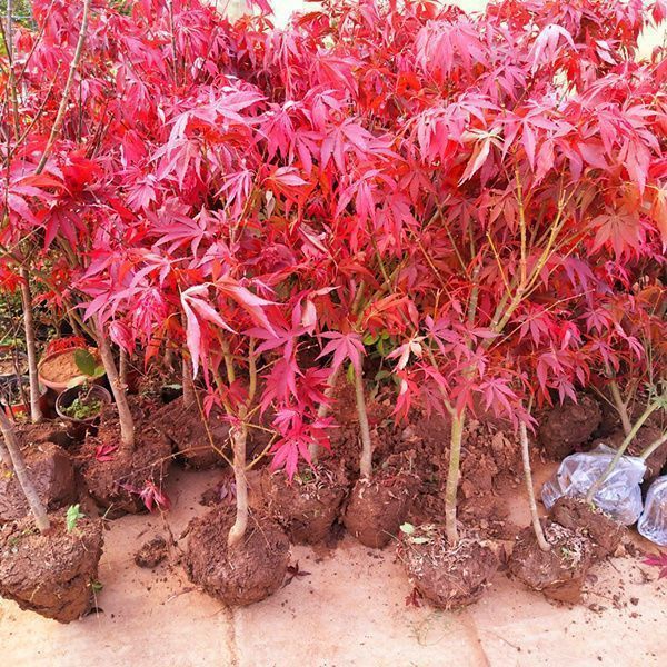 Купите 1, получите 2 бесплатно, саженцы красного клена, красный японский клен, американский красный клен, китайский красный клен