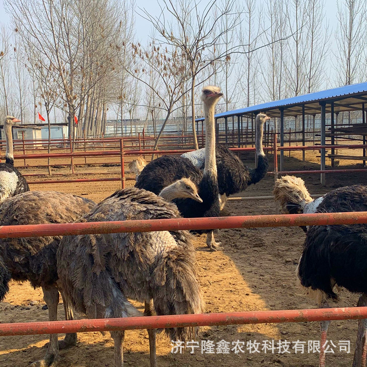 Поставка декоративных взрослых страусов эму, разведение саженцев страуса, продажа свежих страусиных яиц и мяса страуса