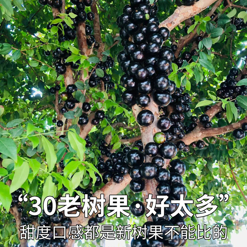 Shun Feng Air Transport 2.00kg Jia Bao Fruit Fresh Fruit Tree Grape High-end Varieties Fresh Fruit Pregnant Women Pick Whole Boxes Postage
