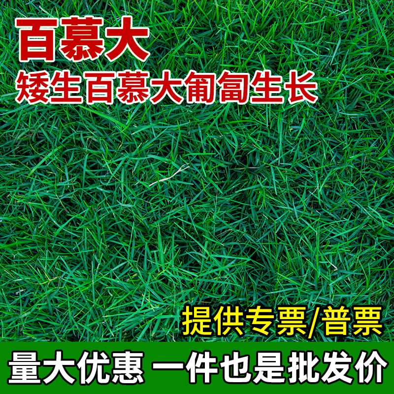 Семена бермудской травы вечнозелёные и устойчивые к топтанию, семена для озеленения, семена для газона, карликовые травы для футбольного поля