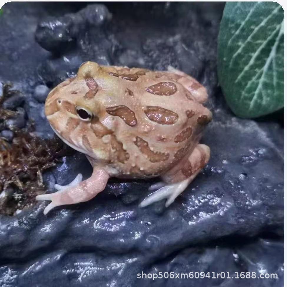 Angry Frog Green Horn Golden Horn Frog Pumpkin Clown Doll Non-Cow Pet Stall Aquarium Children