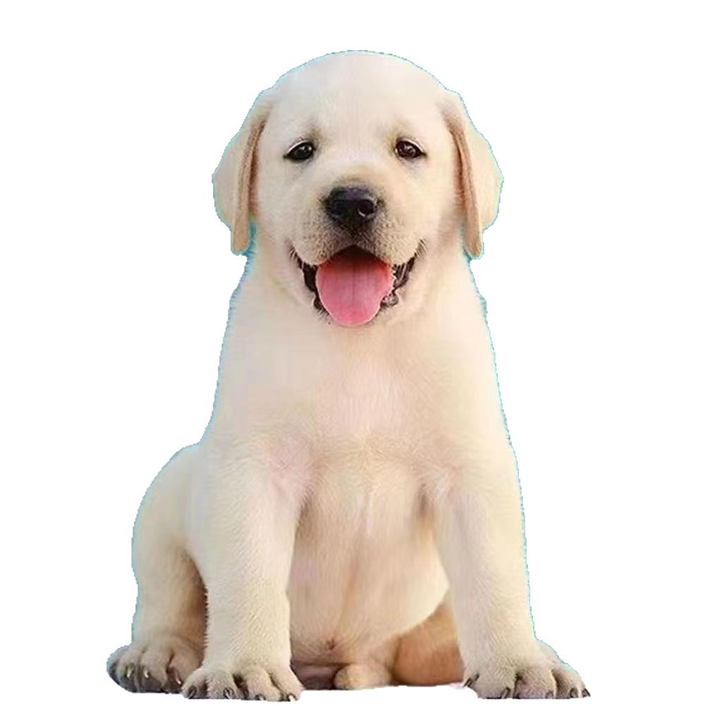 Purebred Labrador Puppy Milk White Black Labrador Guide Dog Divine Dog Xiaoqi Living Pet Dog