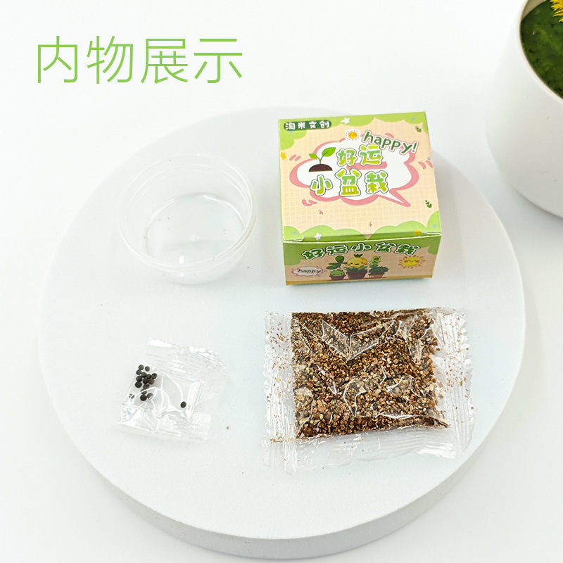 Children's Planting Small Potted Plants Blind Box Mini Flower Farmer Kindergarten Primary School Students Gifts Plant Growth Observation Germination