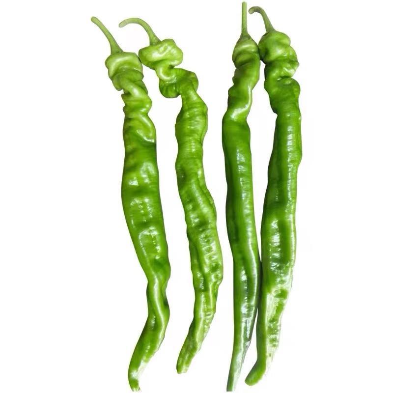 Vegetable Seedlings and Seedlings, Balcony Potted Plants, High-Yielding Cherry Tomatoes, Tomatoes, Peppers, Eggplants, Cucumber Seedlings with Soil