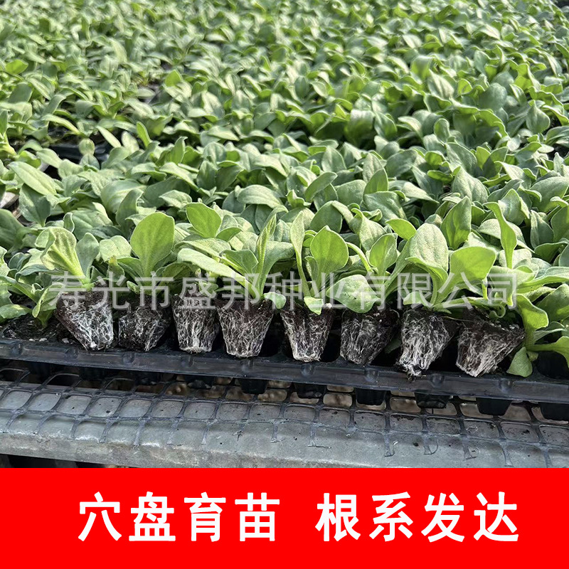 Supply African Ice Vegetable Seeds, South African Ice Grass Seeds, Ice Vegetable Seedlings