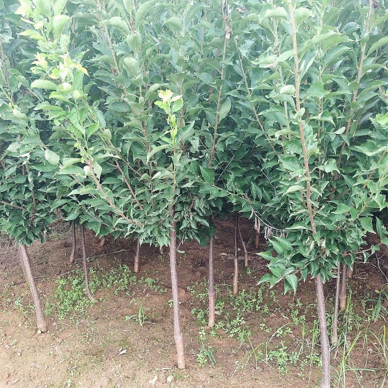 Dropshipping Golden Nectarine Grafted Seedlings Boneless Sweet Crisp Planting in Pots or Ground for Gardens in Both Northern and Southern Regions