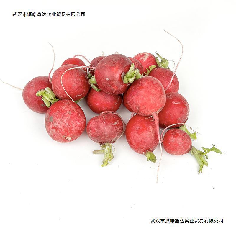 Fresh Cherry Radish, Mini Fruit Radish, Small Red Round Radish, Raw Vegetable Western Salad Ingredients