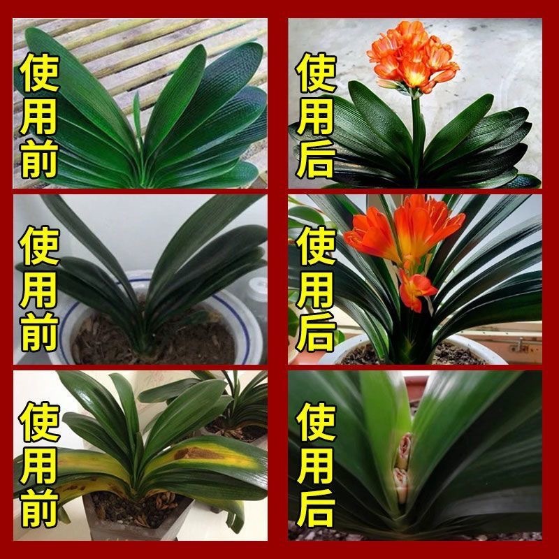 Clivia Nutrient Solution Special Fertilizer Flowering Fertilizer Flower Plant General Concentrated Liquid Flowering Fertilizer for Flower and Green Plants