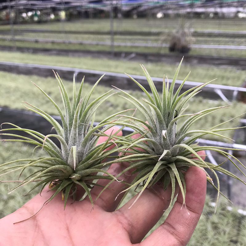 Air Pineapple Plant Potted Base Farm Straight Hair Red Elf Yellow Elf Green Plant Florals Soilless Easy to Grow for Lazy People