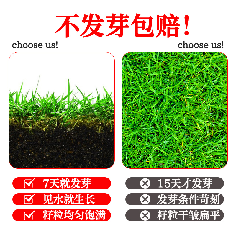 Dog Tooth Root Lawn Grass Seeds Shelled Shelled Seeds All Year Round Evergreen Drought-Resistant Cold Greening Slope Protection Soil-Fixing Grass Seeds