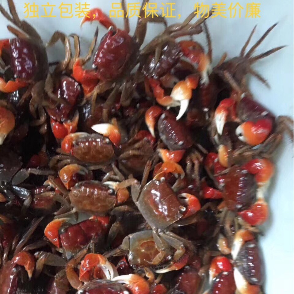 Ornamental Crab Red Crab Stay Crab Stay Hand Crab Fish Tank Crab Live Crab Feed Crab Stall Crab Independent Packaging Wholesale