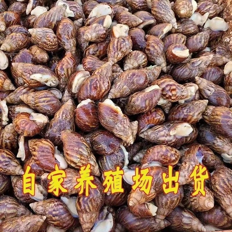 Snail Edible Scientific Experiment Climbing White Jade Snail Pet Fish Tank Small and Large Edible Snail Non-Toxic Pet Desktop Cow