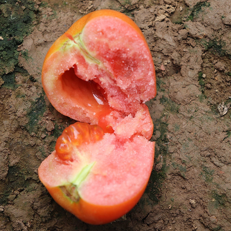 Old Variety of Sand Tomato, Farm-Grown Ugly Tomato, Fresh Naturally Ripe Persimmon, Raw Fruit for Pregnant Women and Babies