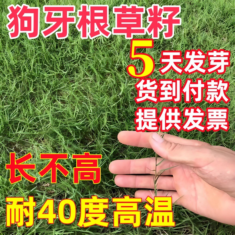 Семена травы собачьей зубки, семена газона, очищенные семена бермудской травы, озеленение, защита склона, семена травы Баган