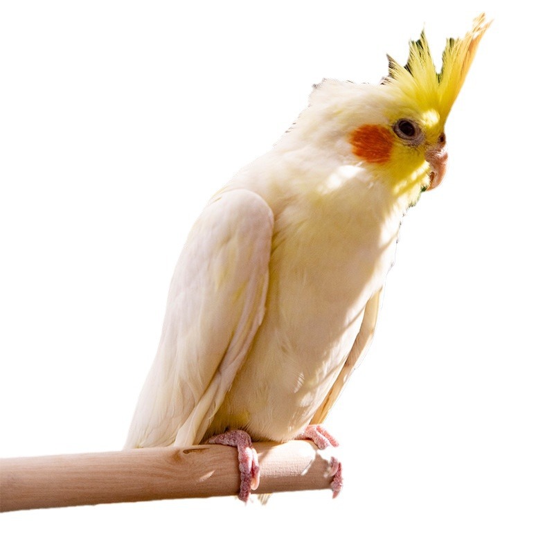 Parrot Bird Solid Wood Station Rod Bird Station Stick Wooden Perch Bar Beak Grinding Foot Stick Bird Cage Accessories Parrot Toy