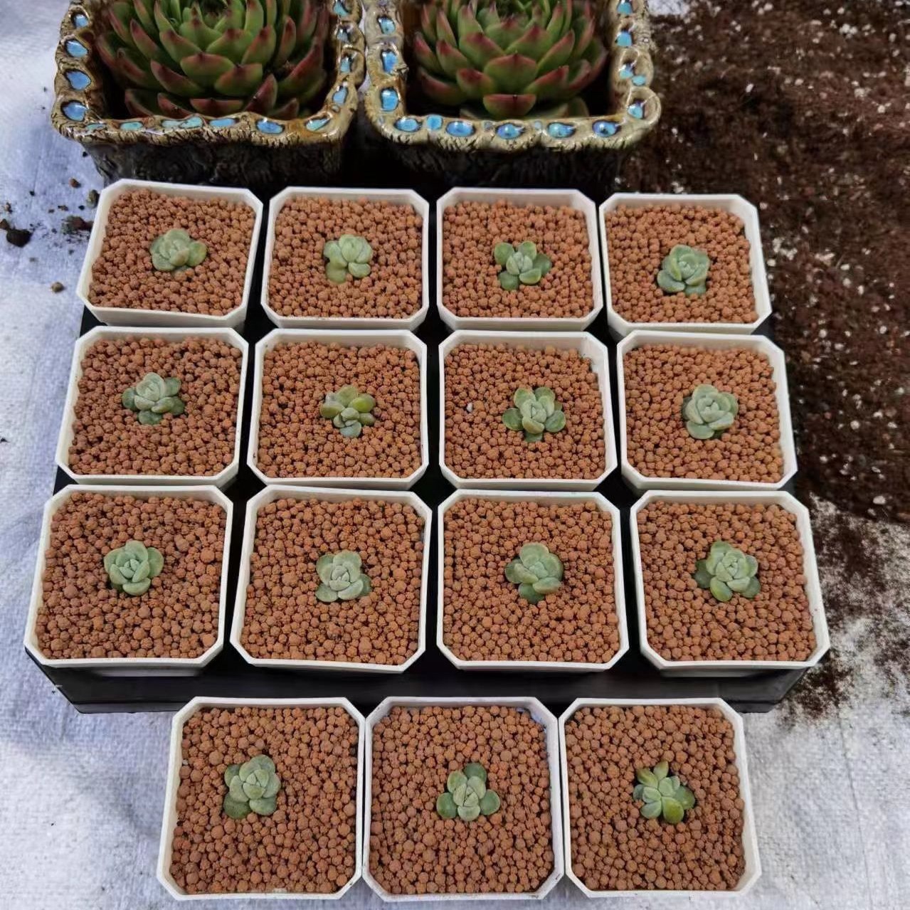 Thickened 7cm Colorful Square Plastic Flower Pot Colorful Succulent Flower Pot 7*7cm Ultra-Small Square Plastic Flower Pot Green Plant