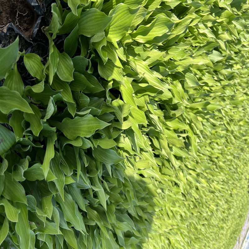 Hosta Flower Seedlings, Perennial Perennial Shade-Tolerant and Heat-Tolerant Foliage and Flower Plants, Courtyard Ornamental Hosta Bud Potted Plants