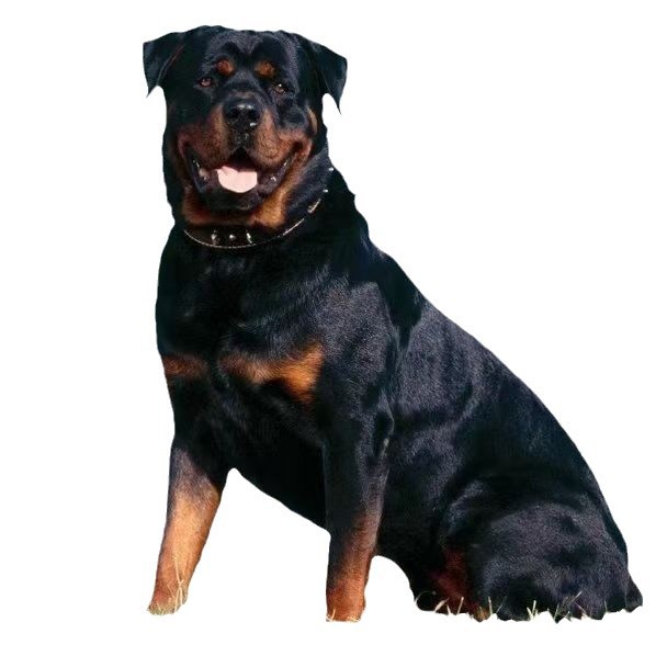 Purebred German Rottweiler Puppies, Bulldogs, Explosion-Proof Dogs, Large Dogs Wholesale, Police Dogs, Working Dogs, Dog Immunization and Deworming