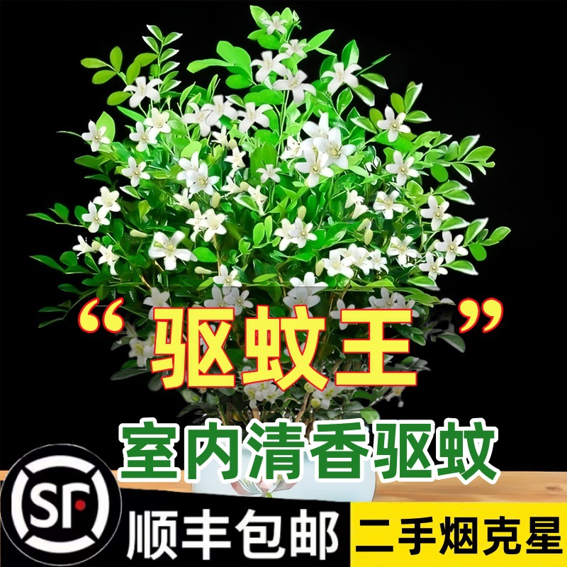 Ароматные растения для отпугивания комаров, жасмин, цветы в горшках для дома и улицы