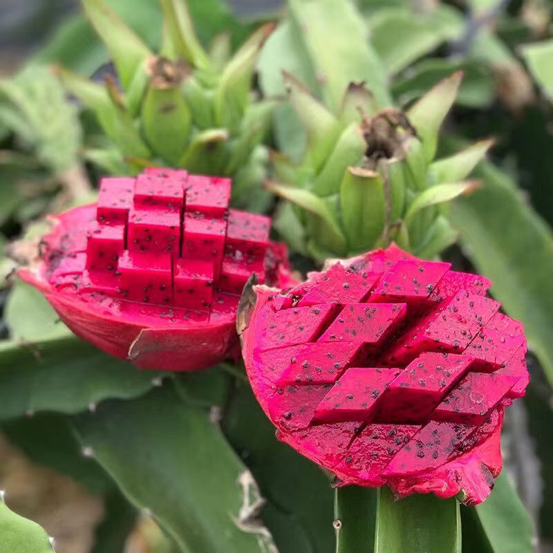 Guangxi Red Dragon Fruit Domestic 2kg 3kg 2.5kg Fresh Fruit Freshly Picked Red Dragon Fruit One Piece Generation