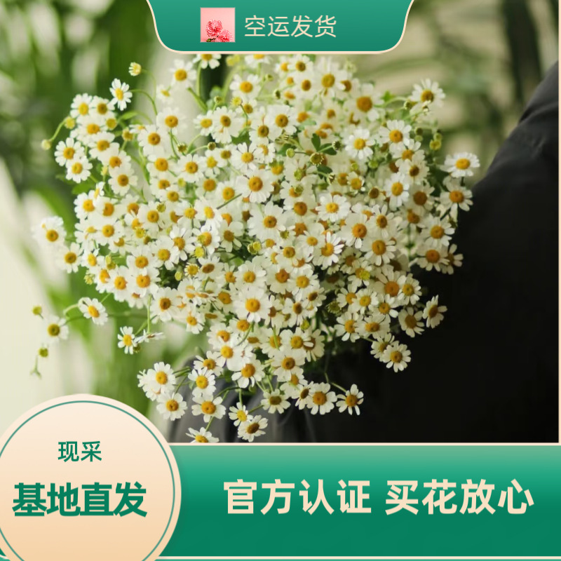 Оптовая продажа свежесрезанных ромашек из Юннани для свадебных букетов и праздничных композиций