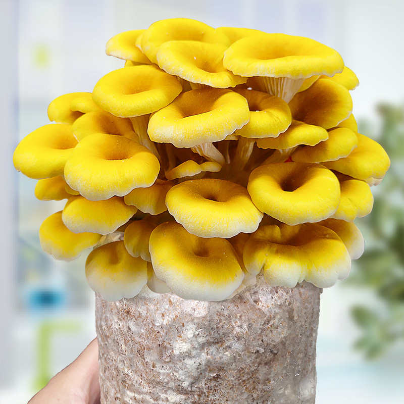 Mushroom planting bag home mushroom black mushroom mushroom bag fresh mushroom stick potted edible mushroom mushroom fun balcony