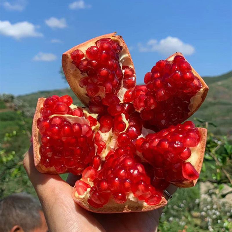 Гранат Тунисский мягкосеменной, крупный красный гранат 8, свежий фрукт в подарочной коробке