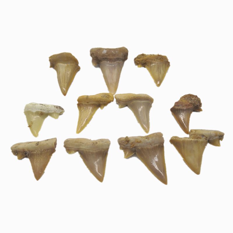 Natural Shark Tooth Fossil Bare Tooth Marine Animal Tooth Toy Gift Fossil Specimen Decoration Pendant Pendant