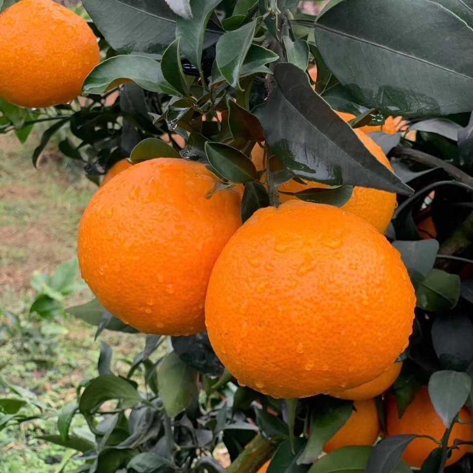 Spot Meishan Danling Ehime No. 38 Jelly Orange Wholesale Fresh Fruit Hand-Peeled Oranges One Piece Drop Shipping 5kg 4kg