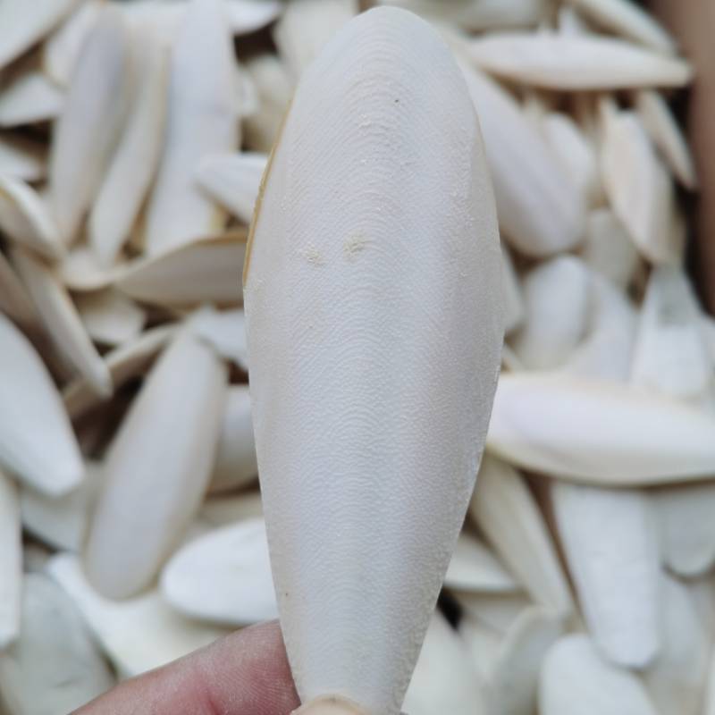 Source factory trimming cuttlefish bone pure natural parrot hamster pet calcium molar bird appliance cuttlefish bone string