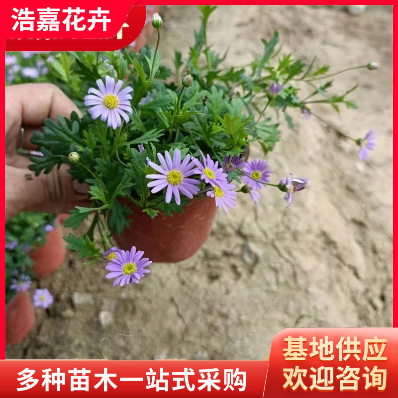Thousand-Headed Chrysanthemum Potted Plant Blooms in All Seasons, Ji Xiaoju Ball Chrysanthemum, Ping-Pong Small Daisy Seedling with Flower Plant