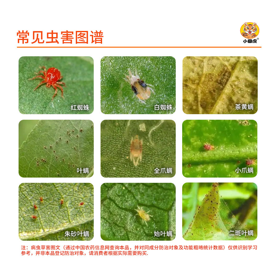 45% Hydrazine, Etoxazole, Bifentrazil, Etazole, Vegetable, Flower and Fruit Tree White and Red Spider Special Insecticide and Acaricide