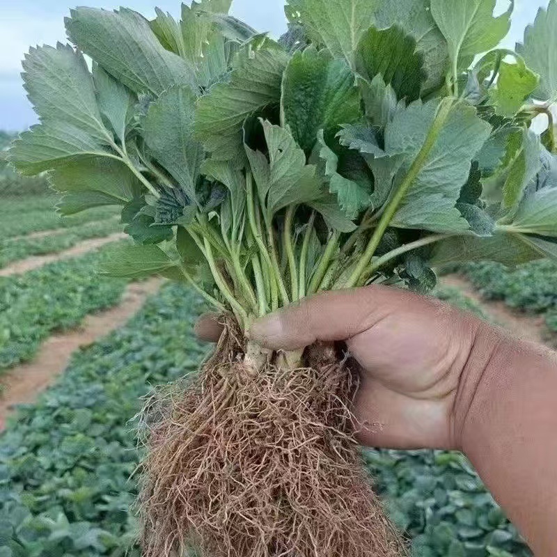 [Strawberry Seedlings Wholesale] Strawberry Seedlings Bare Root Short Strong Leaf Seedlings Cream Strawberry Seedlings Planted in the North and South