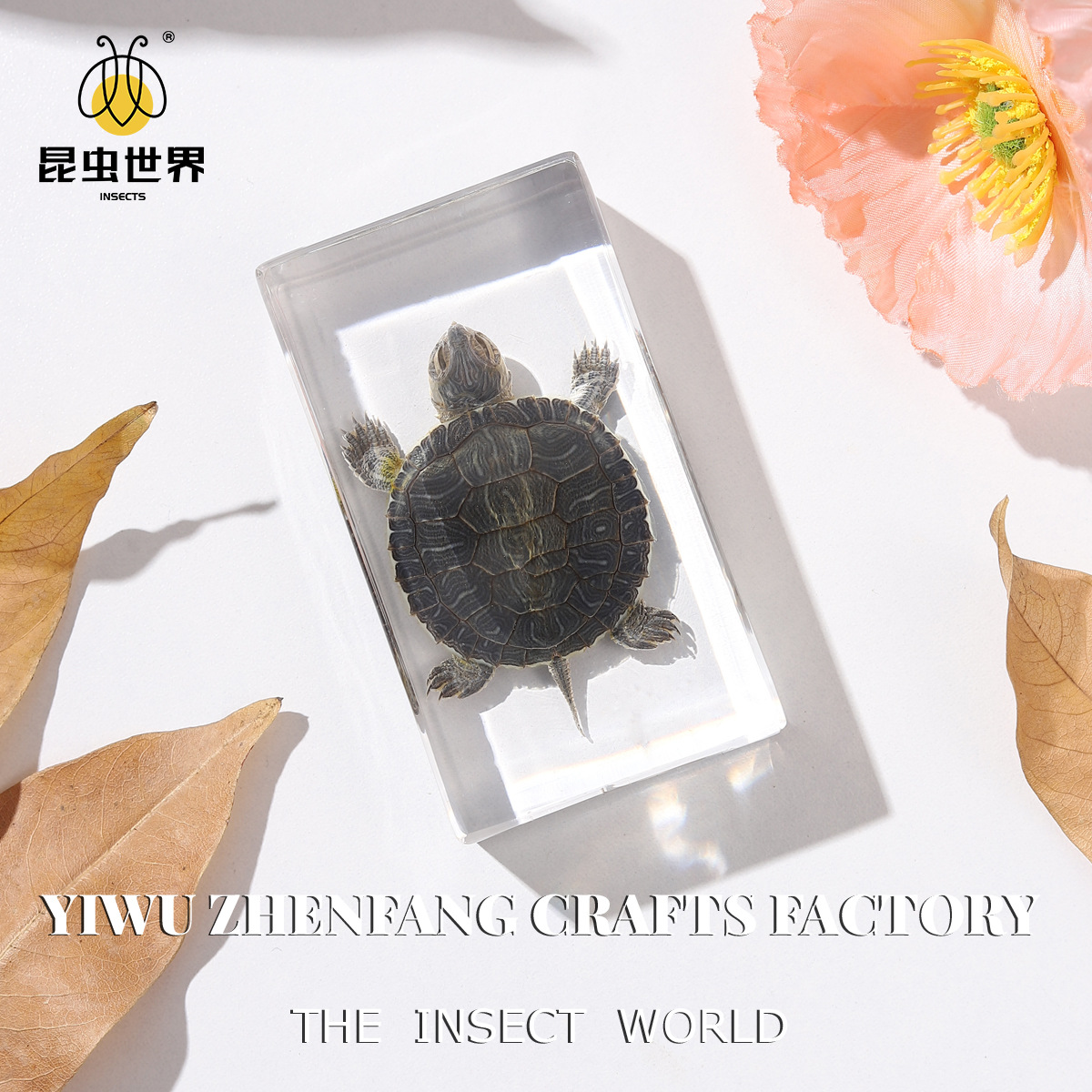 Zhenfang Handicraft Factory Factory Self-operated True Worm Specimens Shake Spelling Noodles List to Proofing Small Junior High School Education Science Popularization