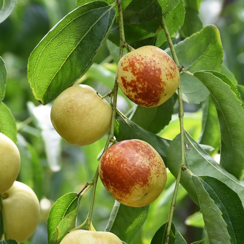 Shaanxi Dali Winter Jujube Fresh Fruit Seasonal Jujube Crispy Sweet Green Jujube Whole Box 2.5kg Jujubes 1.5kg