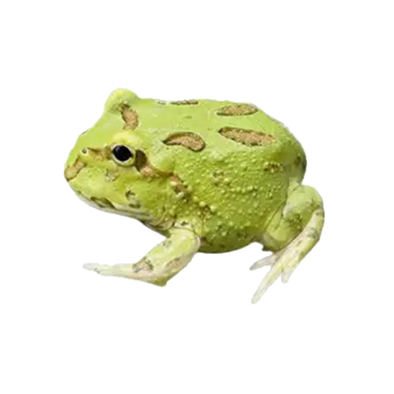 Angry Frog Green Horn Golden Horn Frog Pumpkin Clown Doll Non-Cow Pet Stall Aquarium Children