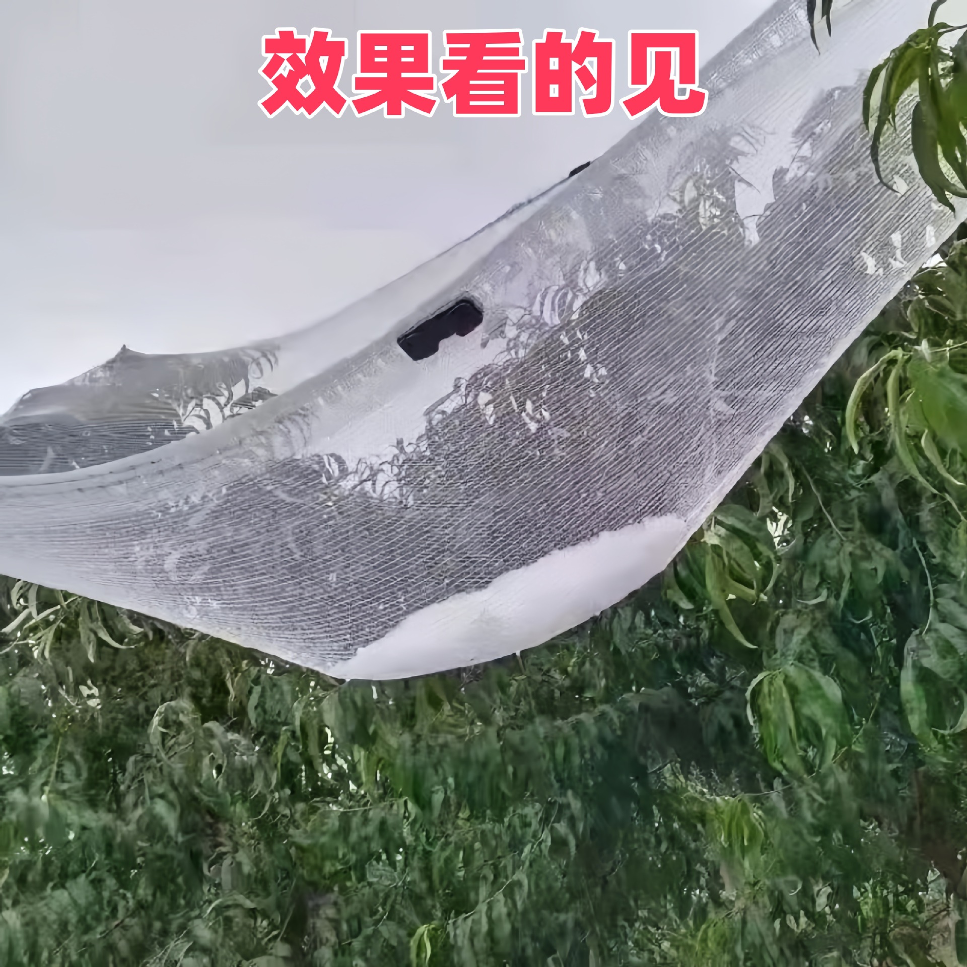Anti-Hail Net Orchard Anti-Bird Net Grape Net Agricultural Protective Net Fruit Tree Anti-Hail Net Orchard Anti-Hail Net Anti-Aging
