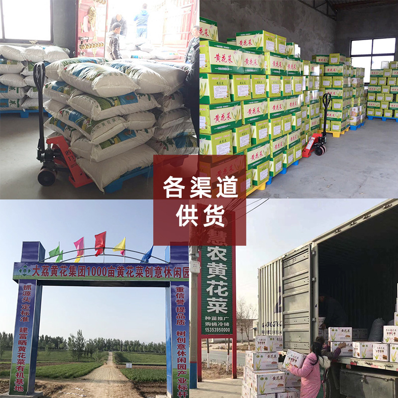 2025 New Daylily Dried Goods Daylily Wangyoucao Straight Daylily Origin Manufacturer Spot Wholesale