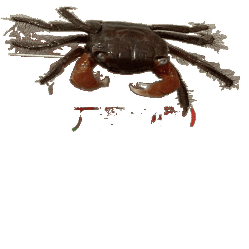 Mini Chili Crab Pet Small Crab Ornamental Crab Wholesale Chili Crab Mate Crab Freshwater Crab Mini Crab Live*