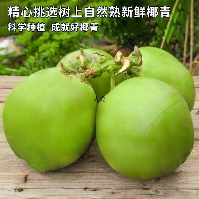 Hainan Fresh Green Coconut Egg Coconut Emperor Coconut Green Skin Milk Coconut Treasure Meat Thick Water Free Shipping Whole Box