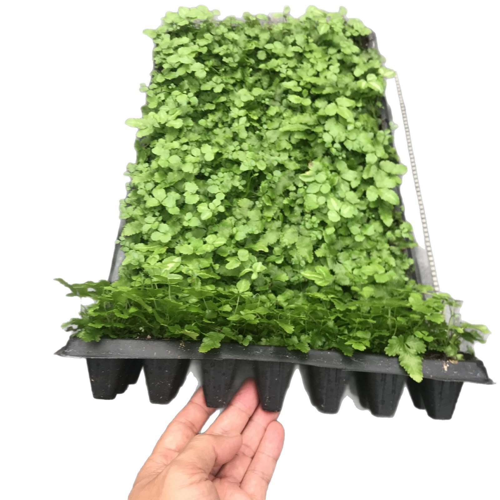 Micro-Landscape Awa Line Fern Dense-Leaf Fern Plant Shade-Tolerant Living Room Indoor and Outdoor Maintenance Easy to Live Interesting Evergreen All Year Round