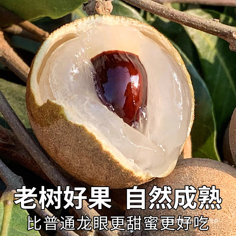 Authentic Fresh Stone-Skinned Longan Meat, Thick and Sweet, Fresh Seasonal Fruit, Freshly Picked Longan, Whole Box, Sf Free Shipping