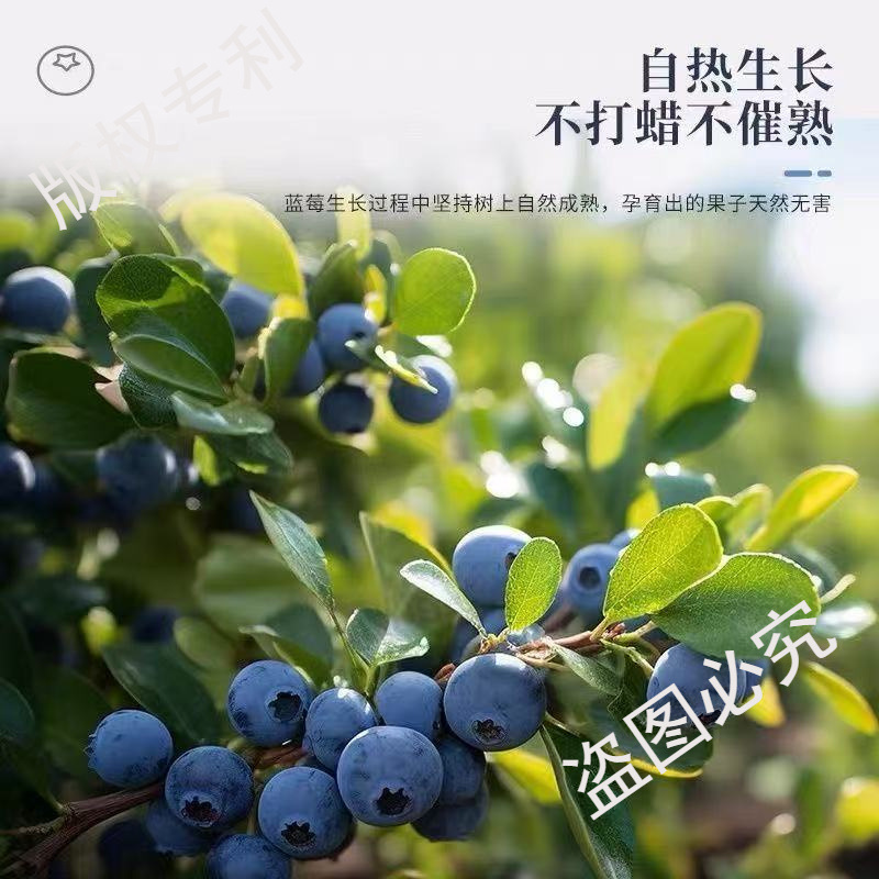 Голубики из Даньдуна 125Гх2/4 коробки, диаметр фруктов 14/18/20мм, бесплатная доставка Sf