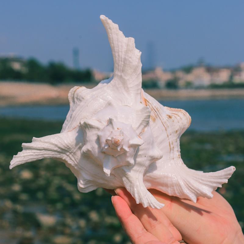 Thousand-Hand Conch, Chrysanthemum Conch, Seashell Aquarium Decoration, Aquarium Landscaping Ornament, Ornamental Pet