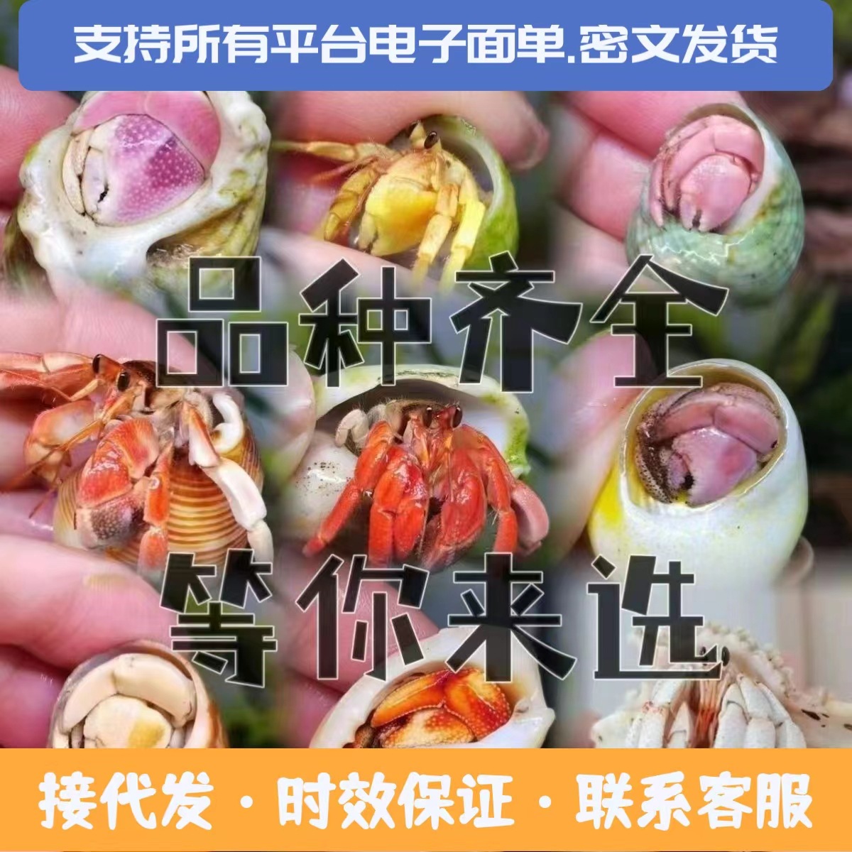 Оптовая продажа крабов-отшельников, декоративные домашние крабы, короткие запястья, серый, белый, темно-фиолетовый краб Лушен