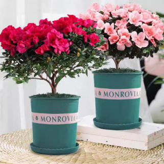 Four-Season Azalea Seedlings Potted Flower Plants Azalea Saplings Blooming in All Seasons Courtyard Balcony Greening Seedlings