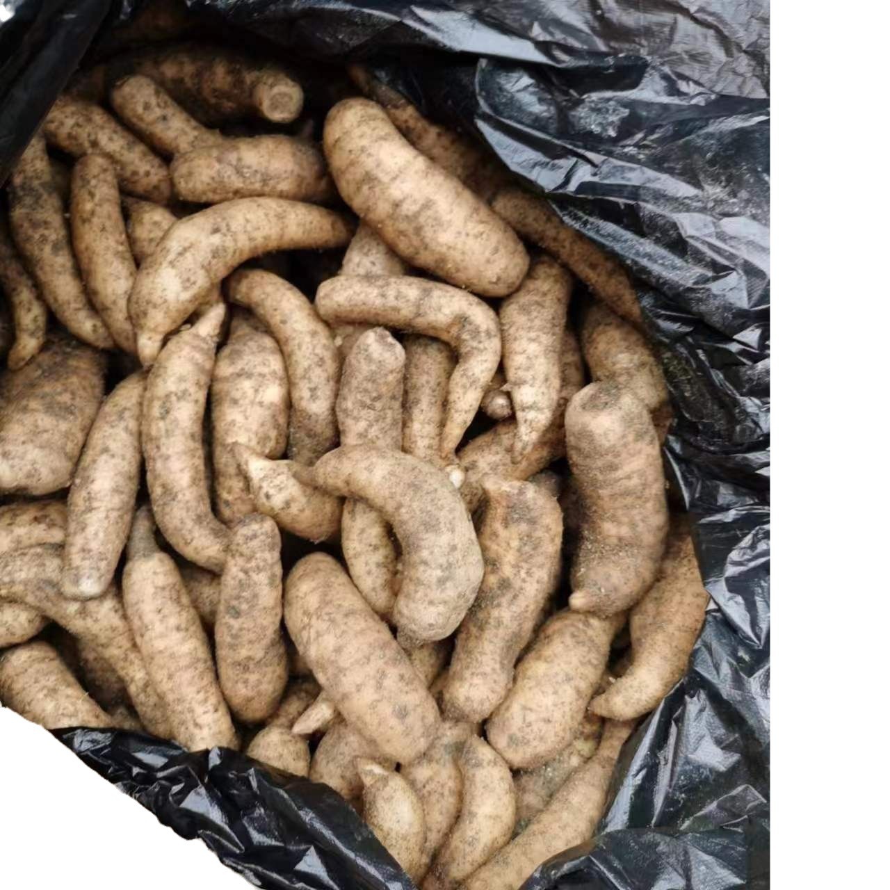 Fresh Gastrodia Elata Jianghu Street Stall Exhibition Hot-Selling Supply Hotel Catering Soup Edible Gastrodia Elata Is Now Dug and Found in the Place of Origin