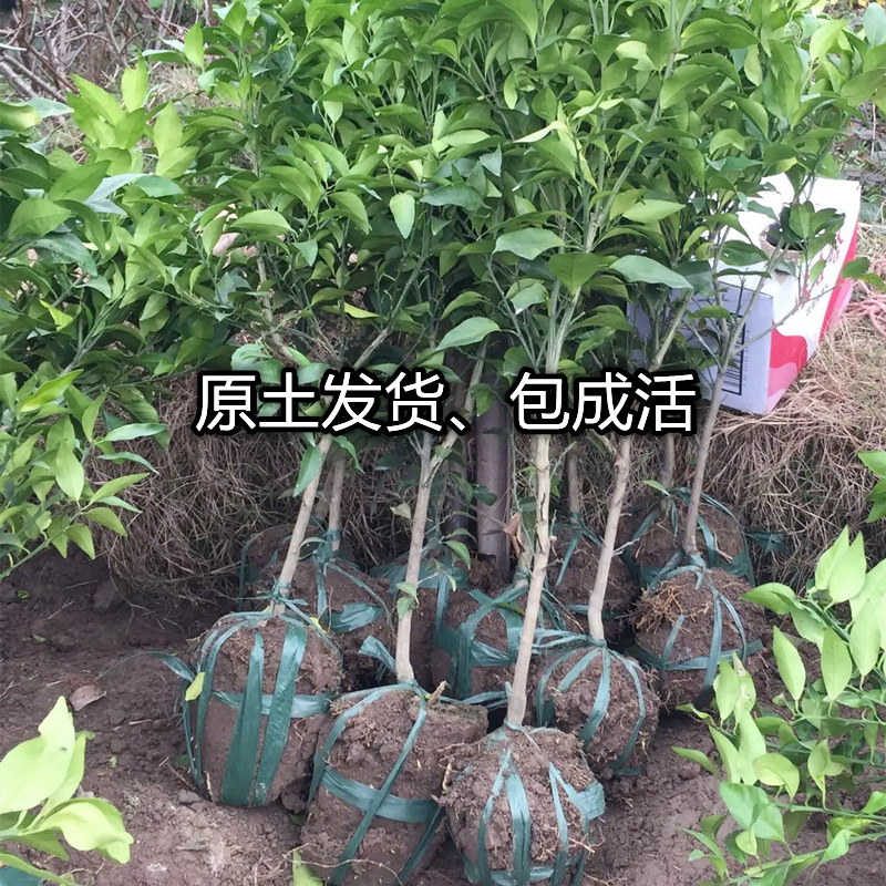 A generation of authentic Hubei Zigui navel orange seedlings in the south and north courtyard potted planting grafted sweet orange